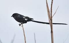 Corvinelle noir et blanc
