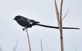 Corvinelle noir et blanc
