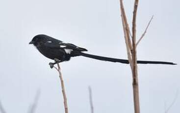 Corvinelle noir et blanc