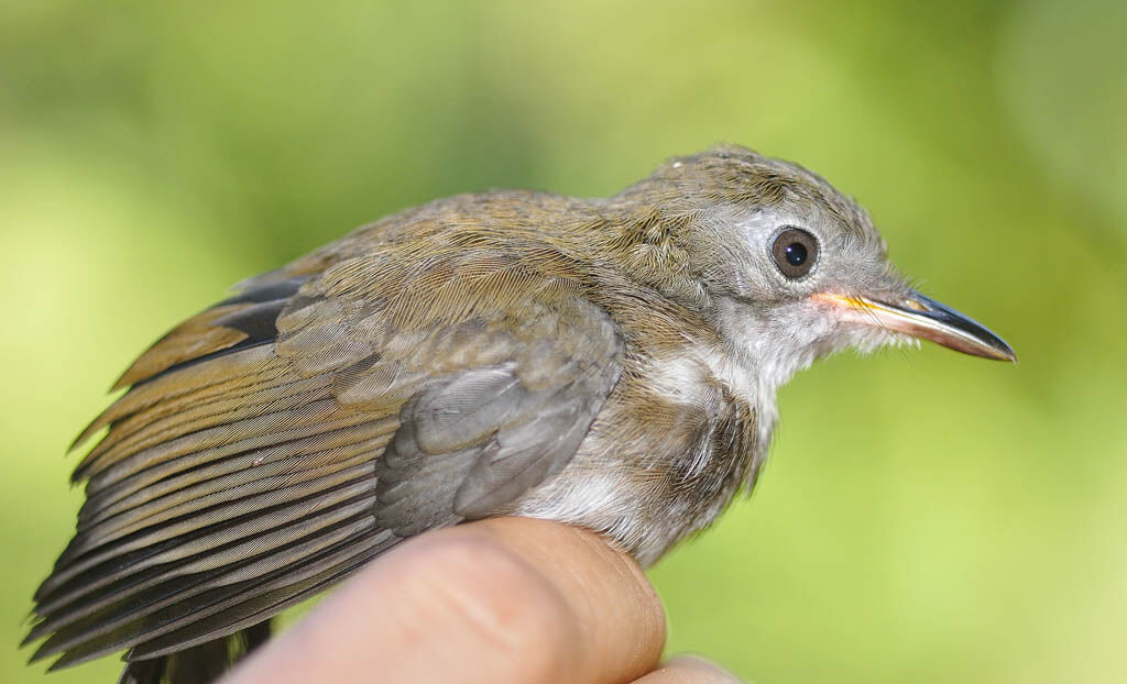 Corythopis à collierimmature