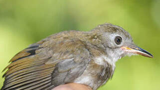 Ringed Antpipit