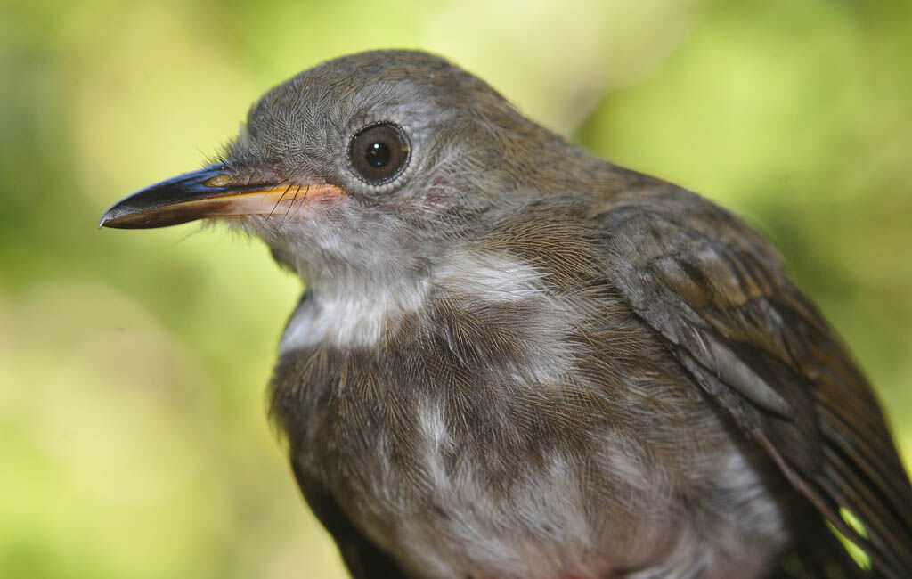 Corythopis à collierjuvénile