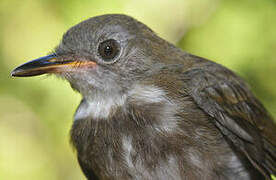 Ringed Antpipit