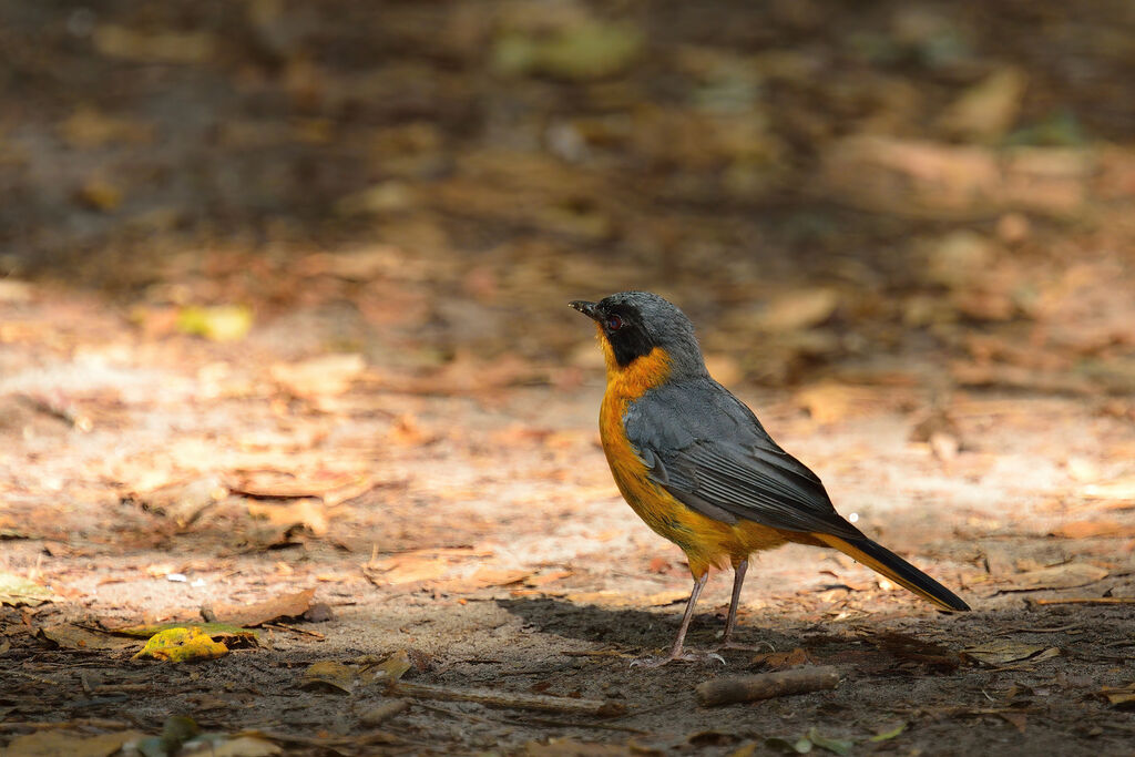 Chorister Robin-Chatadult