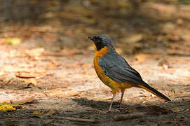 Chorister Robin-Chat