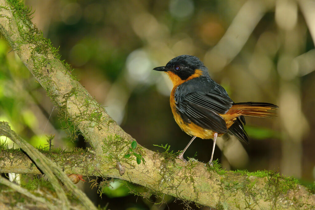 Chorister Robin-Chatadult