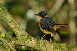 Chorister Robin-Chat