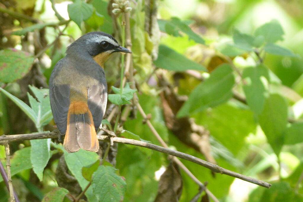 White-browed Robin-Chatadult