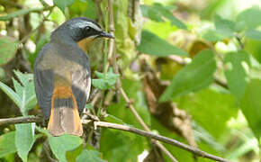 White-browed Robin-Chat