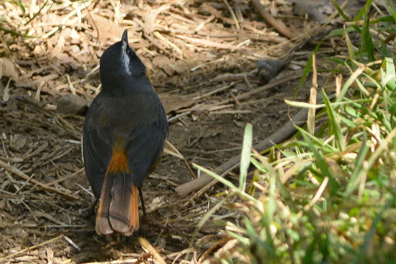 White-browed Robin-Chatadult