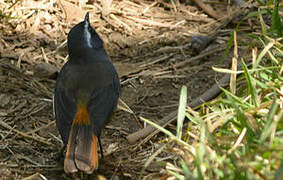 White-browed Robin-Chat