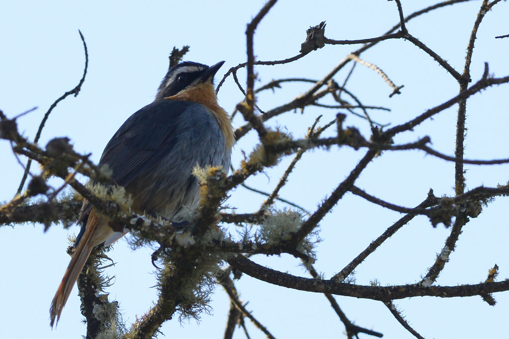 Cape Robin-Chatadult