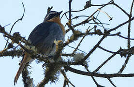 Cape Robin-Chat