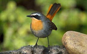 Cape Robin-Chat
