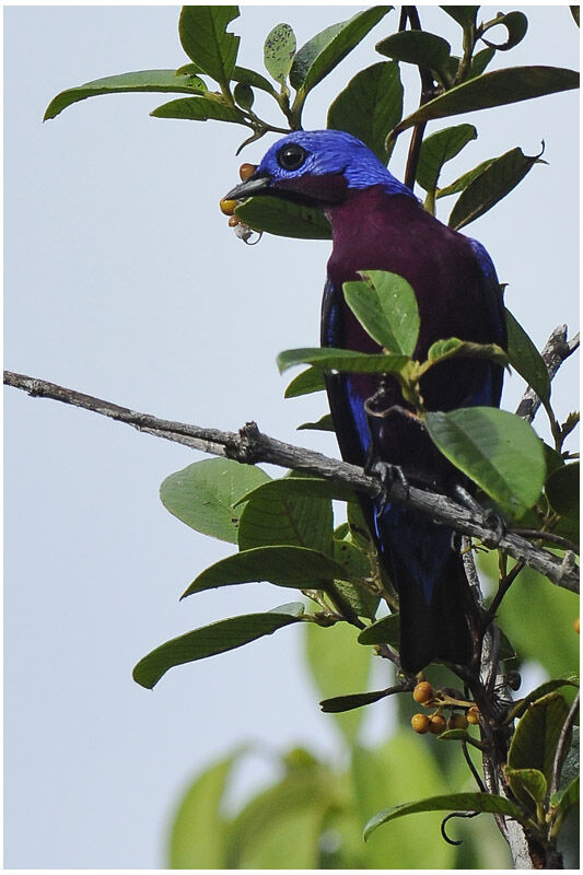 Purple-breasted Cotinga male adult