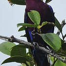 Cotinga de Daubenton