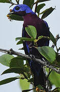 Purple-breasted Cotinga