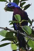 Cotinga de Daubenton