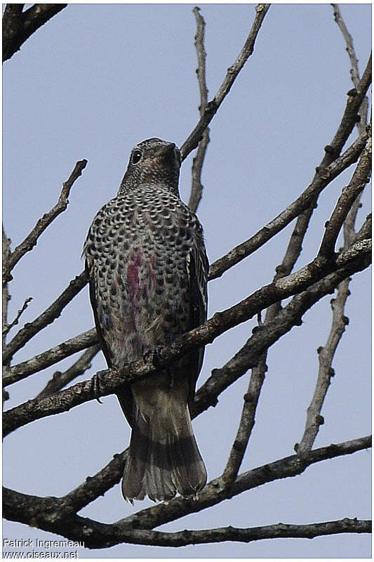 Purple-breasted Cotinga male immature, identification