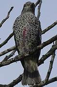 Purple-breasted Cotinga