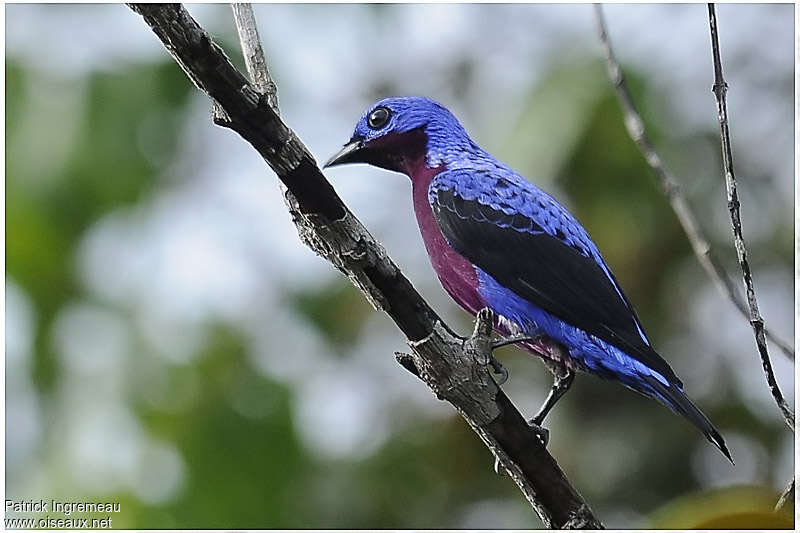 Cotinga de Daubenton mâle adulte, identification