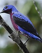 Purple-breasted Cotinga