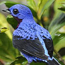 Cotinga de Daubenton