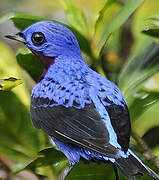 Purple-breasted Cotinga