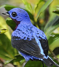 Cotinga de Daubenton