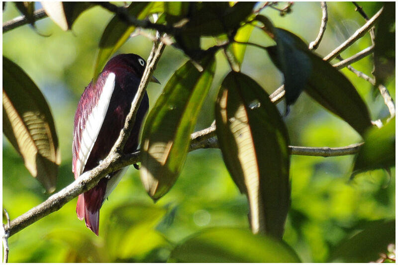 Pompadour Cotinga male adult