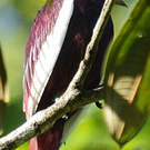 Cotinga pompadour