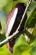 Pompadour Cotinga