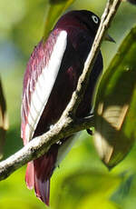 Cotinga pompadour