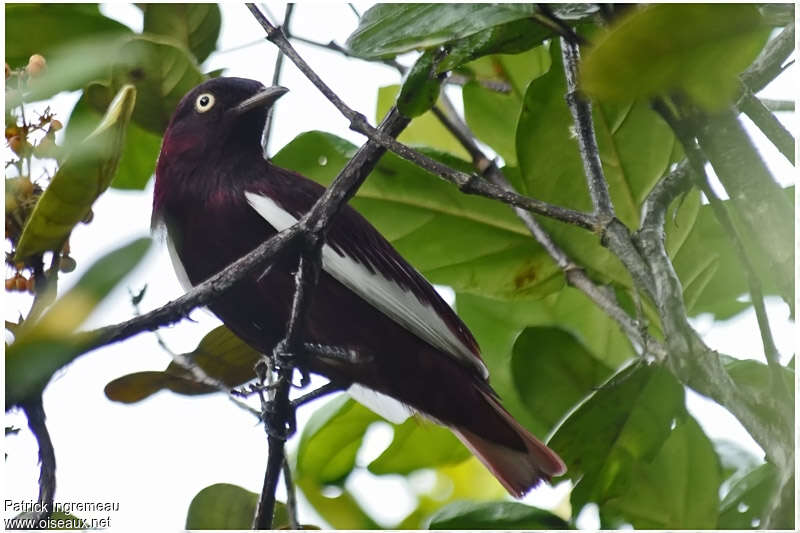 Pompadour Cotinga male adult