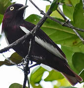 Pompadour Cotinga