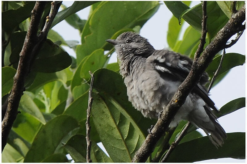 Cotinga pompadour femelle adulte