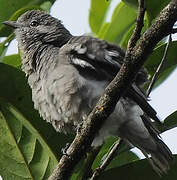 Pompadour Cotinga