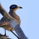 Coua à tête olive