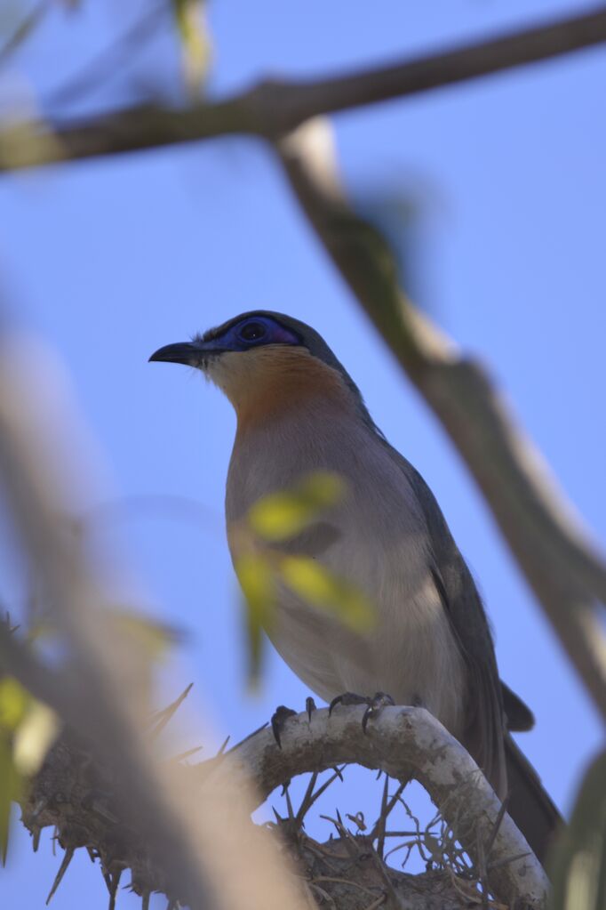 Coua coureuradulte