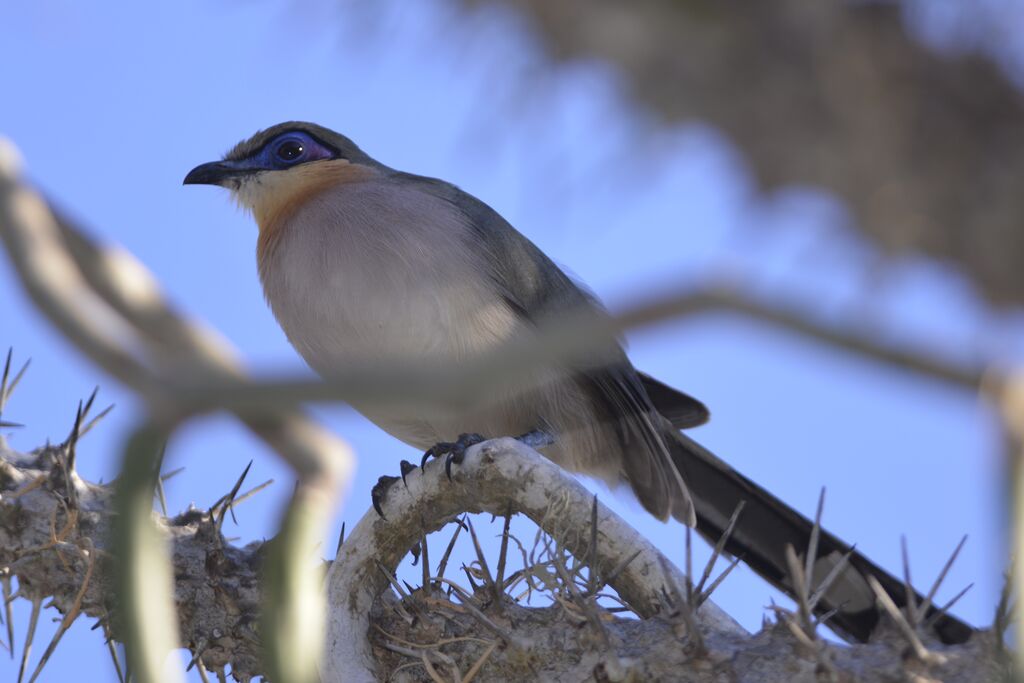 Coua coureuradulte