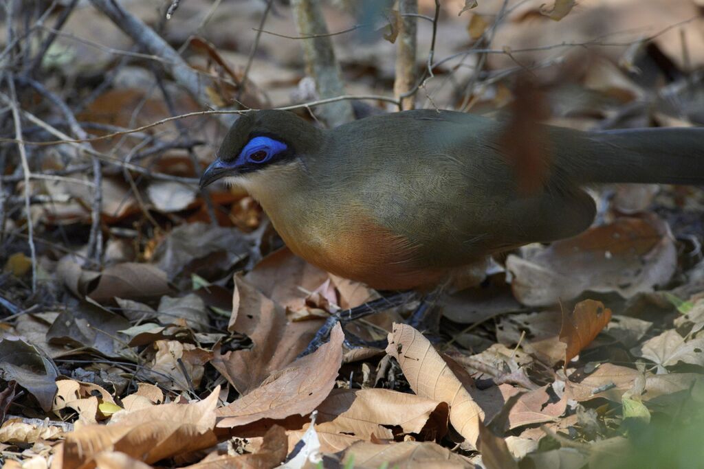 Coua de Coquereladulte