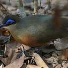 Coua de Coquerel
