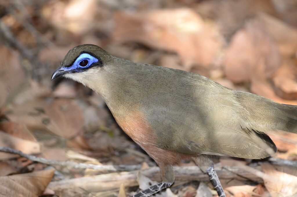 Coua de Coquereladulte