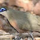 Coua de Coquerel