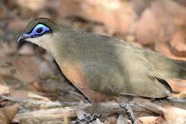 Coquerel's Coua