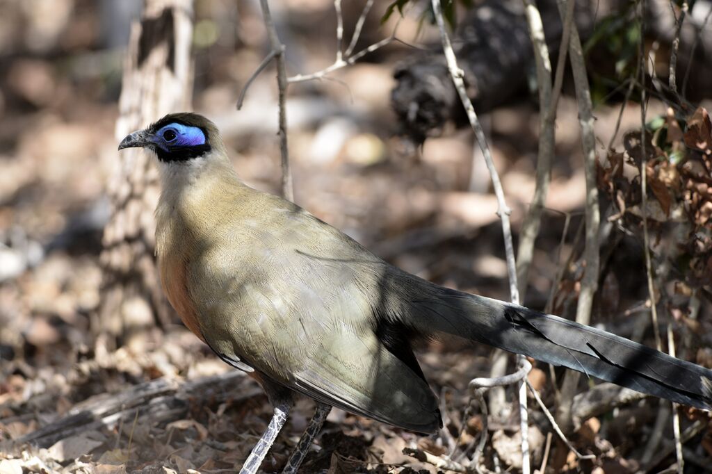 Coua de Coquereladulte