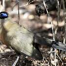 Coua de Coquerel