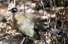 Coua de Coquerel