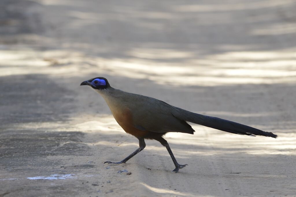 Coquerel's Couaadult