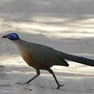 Coua de Coquerel